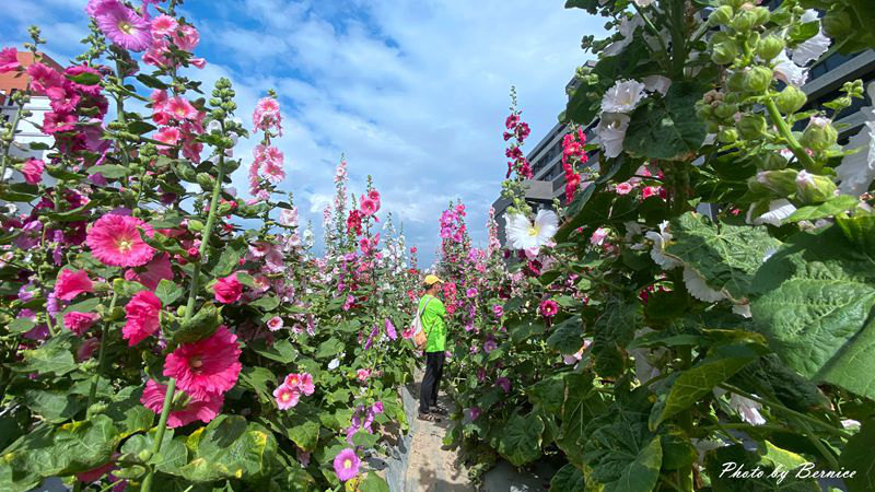 奇岩蜀葵花海 四月底前熱夯景點 不畏酷熱也要排隊入園 Bernice的隨手筆記