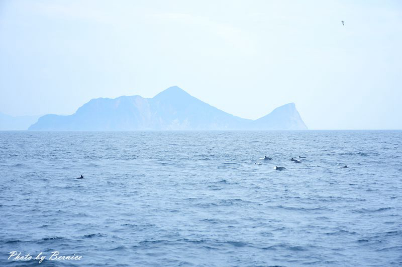暑假最CHILL的玩樂~出海感受海洋的美和鯨豚迷人的魅力 @Bernice的隨手筆記