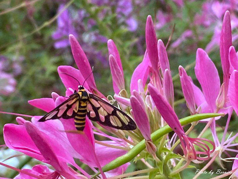 內雙溪自然中心.藥用植物園~-醉蝶花獨特的香氣優美的身姿快來探訪 @Bernice的隨手筆記