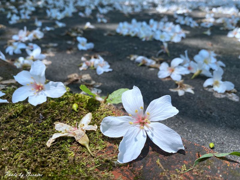 內雙溪自然中心.藥用植物園~-醉蝶花獨特的香氣優美的身姿快來探訪