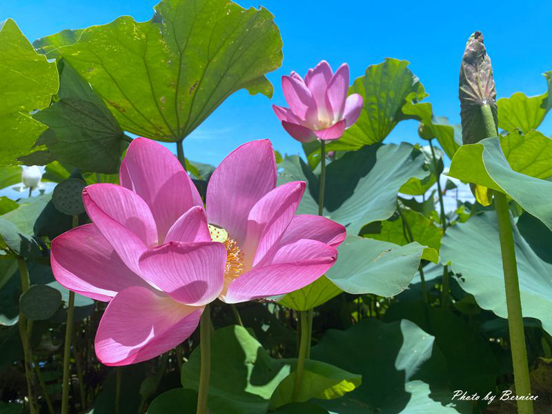 Aloha Garden Tateyamaアロハガーデンたてやま~看水豚君泡溫泉好療癒 @Bernice的隨手筆記