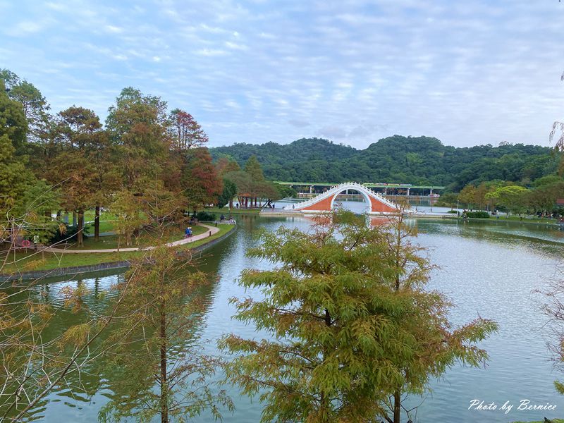 大湖公園落羽松~捷運出站即抵達最輕鬆欣賞落羽松美景的所在 @Bernice的隨手筆記