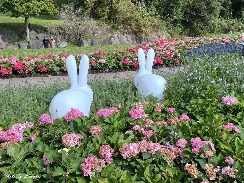 大溝溪親水公園繡球花季~冬日玩賞繡球花還有兔兔相伴 @Bernice的隨手筆記