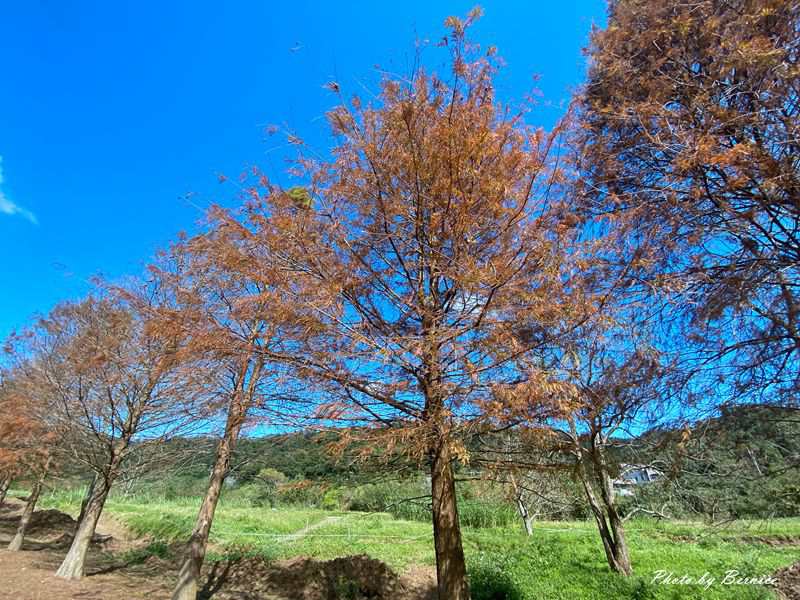 貢寮環保公園~數百棵落羽松一字排開藍天為背景美炸了 @Bernice的隨手筆記