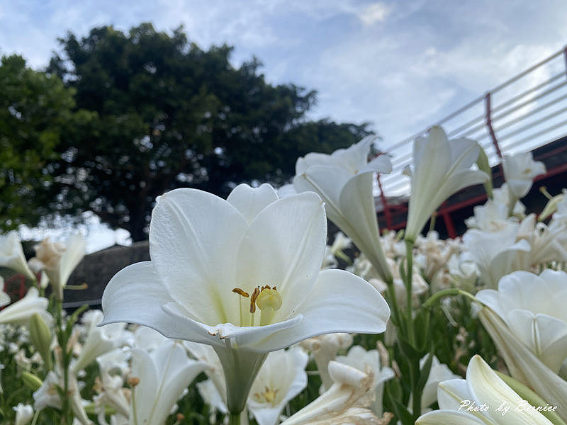 白石湖百合花海再現~平日來訪輕鬆賞花與花合影超舒適 @Bernice的隨手筆記
