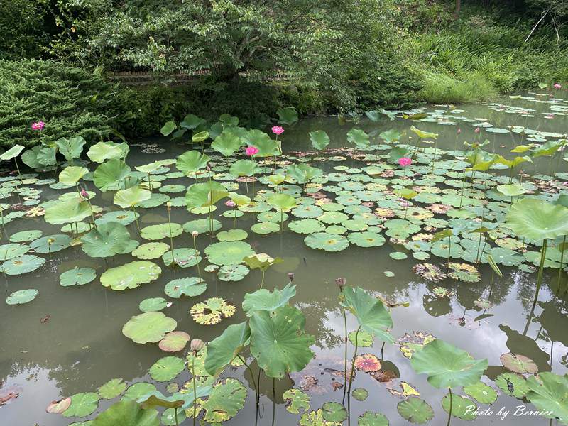 內雙溪自然中心~把握開放日欣賞愛情花 預約花季才有的手作體驗 @Bernice的隨手筆記