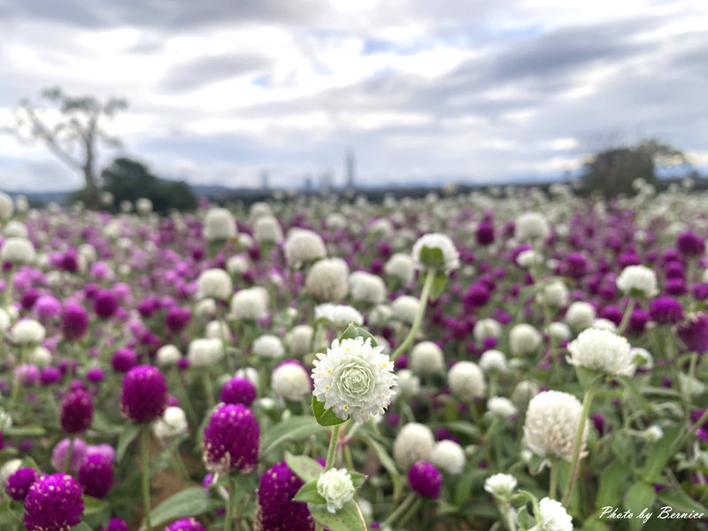 美堤親水彎花海~圓仔花&#038;自然系花海熱情綻放中 @Bernice的隨手筆記