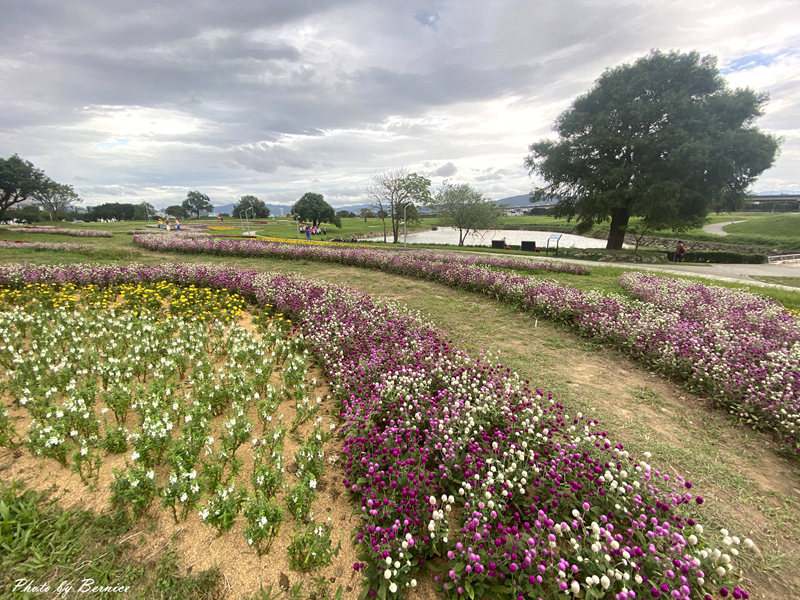 美堤親水彎花海~圓仔花&#038;自然系花海熱情綻放中 @Bernice的隨手筆記