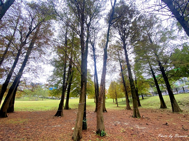 大湖公園落羽松~北市最便捷賞松點. 陰天中的美感 @Bernice的隨手筆記