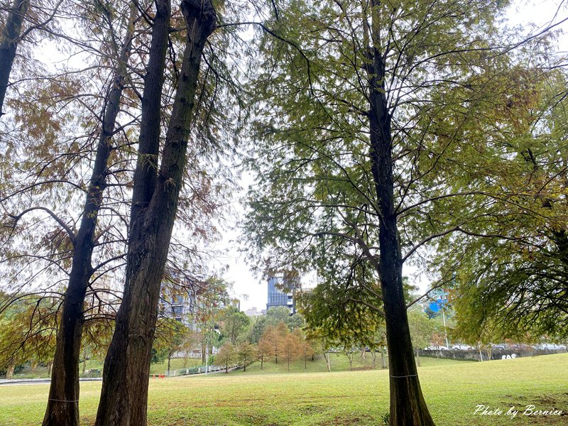 大湖公園落羽松~北市最便捷賞松點. 陰天中的美感 @Bernice的隨手筆記