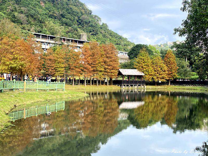 原住民文化主題公園落羽松~現主時黃綠紅交錯快來打卡網紅熱點 @Bernice的隨手筆記