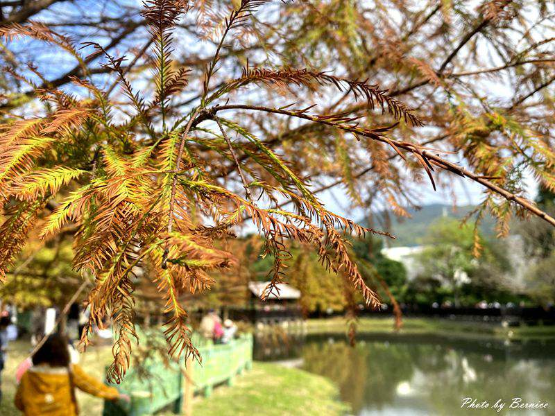 原住民文化主題公園落羽松~現主時黃綠紅交錯快來打卡網紅熱點 @Bernice的隨手筆記