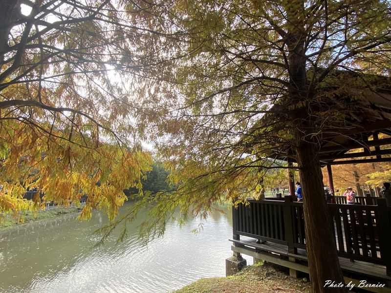 原住民文化主題公園落羽松~現主時黃綠紅交錯快來打卡網紅熱點 @Bernice的隨手筆記