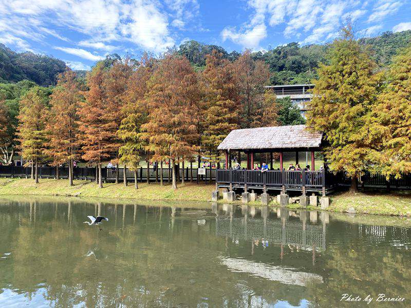 原住民文化主題公園落羽松~現主時黃綠紅交錯快來打卡網紅熱點 @Bernice的隨手筆記