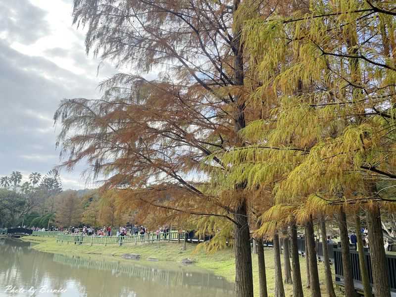 原住民文化主題公園落羽松~現主時黃綠紅交錯快來打卡網紅熱點 @Bernice的隨手筆記