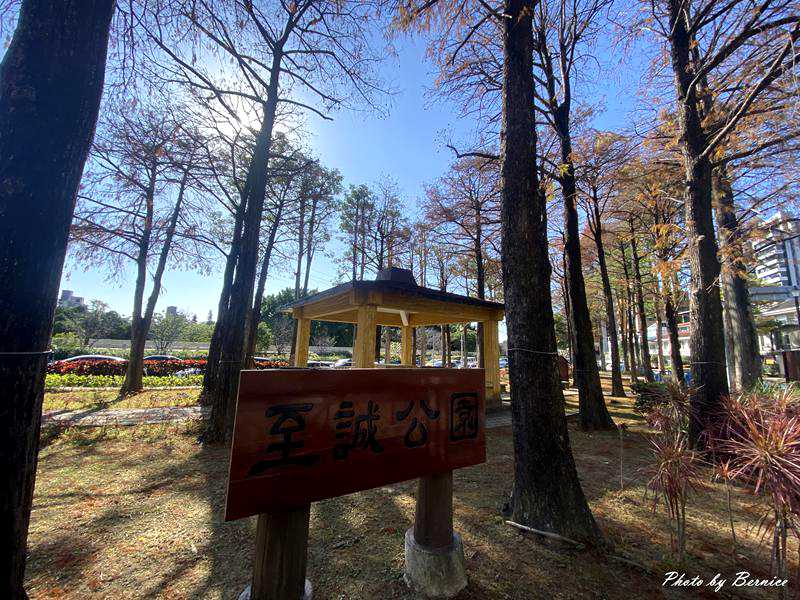 至誠公園落羽松~蕭條凋零微微破碎的美感 @Bernice的隨手筆記