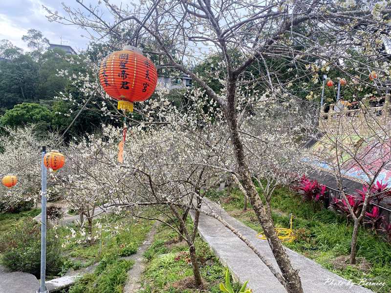 北勢湖承天宮賞梅趣~幽靜社區中賞梅花 @Bernice的隨手筆記