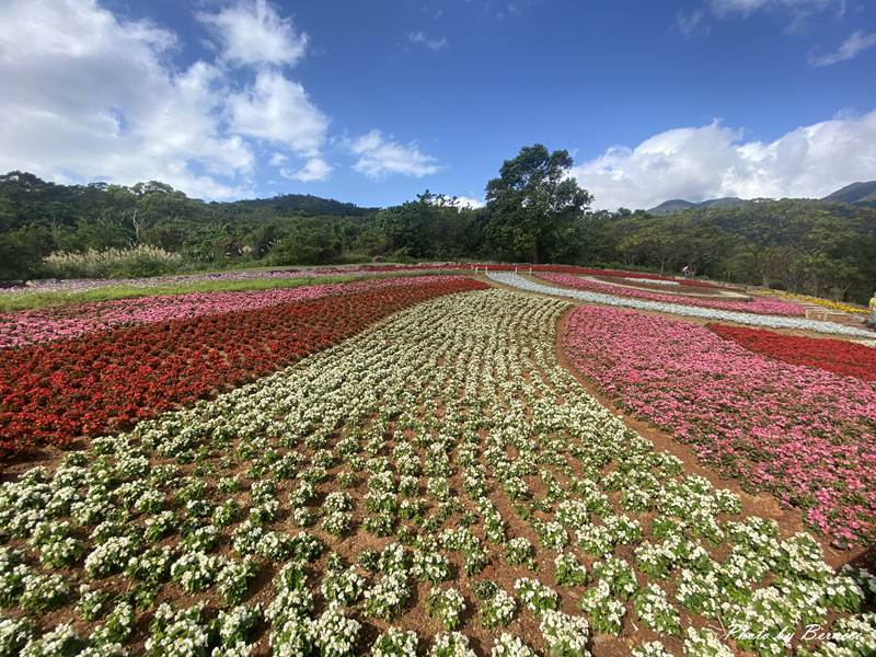 北投社三層崎公園花海~彩色浪花海.走春好所在 @Bernice的隨手筆記