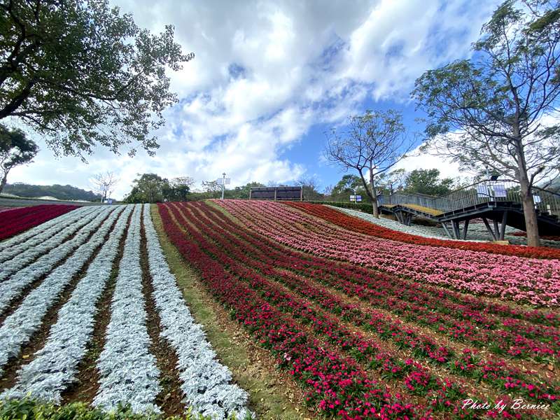 北投社三層崎公園花海~彩色浪花海.走春好所在 @Bernice的隨手筆記