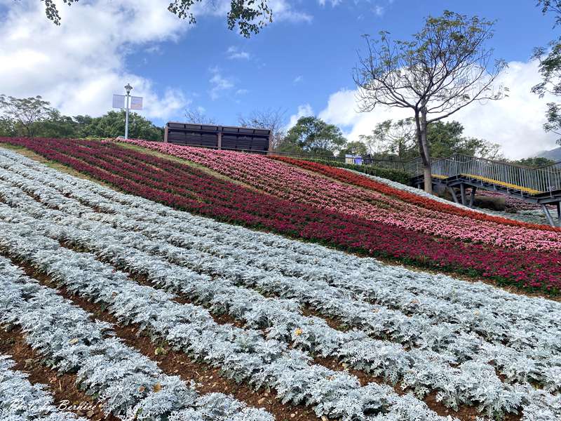 北投社三層崎公園花海~彩色浪花海.走春好所在 @Bernice的隨手筆記