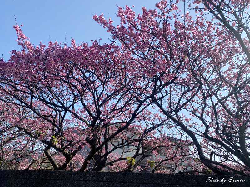 平菁街42巷寒櫻~最美櫻花巷粉紅風爆來襲 @Bernice的隨手筆記