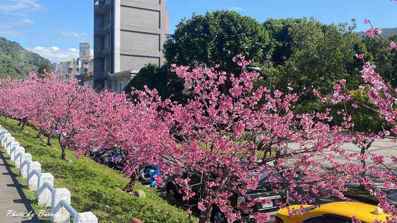 河岸櫻花步道~超好親近悠閒賞櫻花兒 @Bernice的隨手筆記