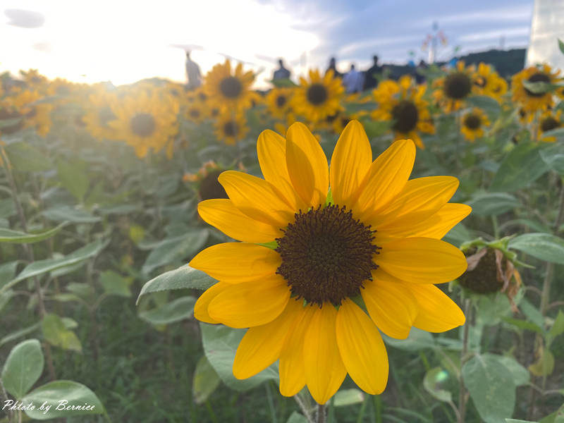 大佳河濱向日葵花海~悄悄綻放 熱情向陽 @Bernice的隨手筆記