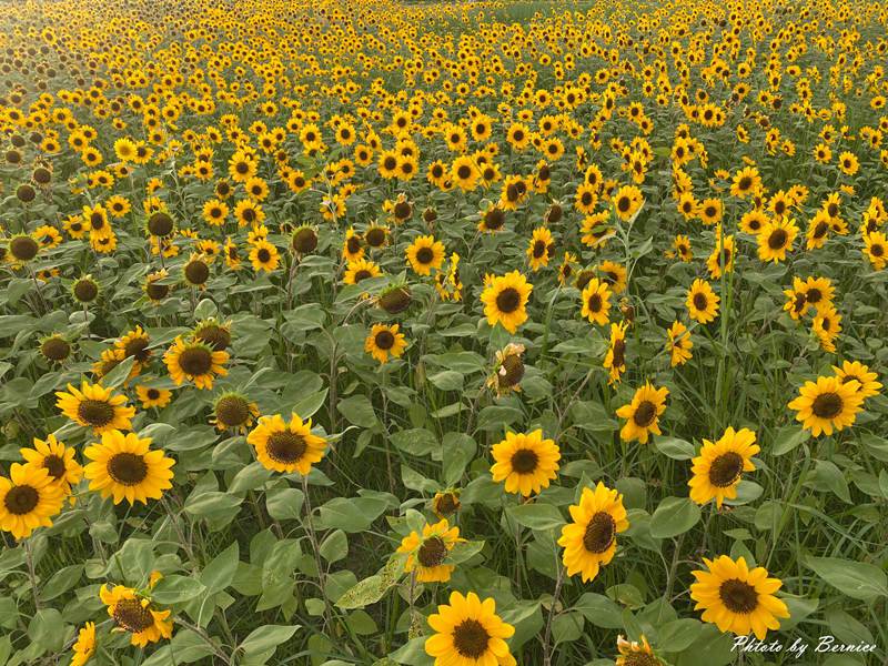 大佳河濱向日葵花海~悄悄綻放 熱情向陽 @Bernice的隨手筆記