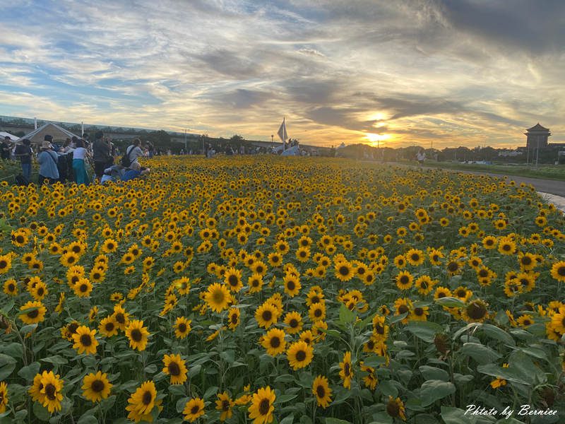大佳河濱向日葵花海~悄悄綻放 熱情向陽 @Bernice的隨手筆記