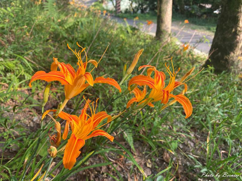 內湖.恆光禪寺~內湖山間忘憂秘境 @Bernice的隨手筆記