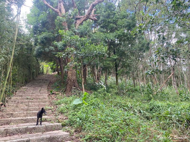 北埔 有柿來找茶 輕旅行~大份林步道/油點草茶園 @Bernice的隨手筆記 北埔 有柿來找茶 輕旅行~大份林步道/油點草茶園 @Bernice的隨手筆記