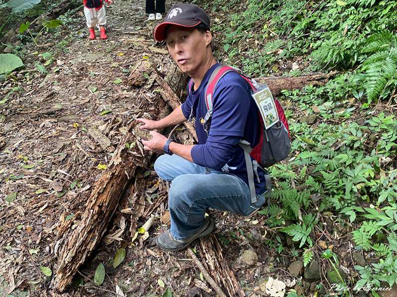 北埔 有柿來找茶 輕旅行~大份林步道/油點草茶園 @Bernice的隨手筆記