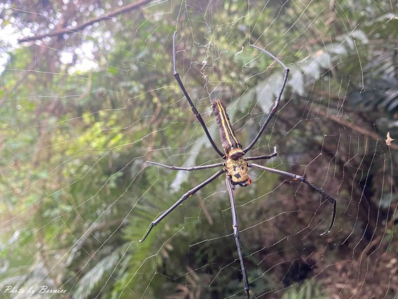 北埔 有柿來找茶 輕旅行~大份林步道/油點草茶園 @Bernice的隨手筆記 北埔 有柿來找茶 輕旅行~大份林步道/油點草茶園 @Bernice的隨手筆記