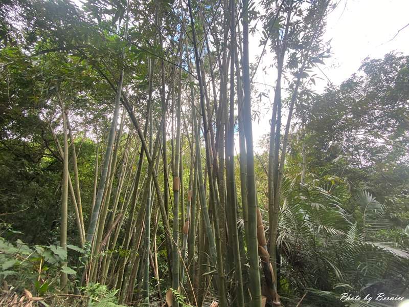 北埔 有柿來找茶 輕旅行~大份林步道/油點草茶園 @Bernice的隨手筆記 北埔 有柿來找茶 輕旅行~大份林步道/油點草茶園 @Bernice的隨手筆記