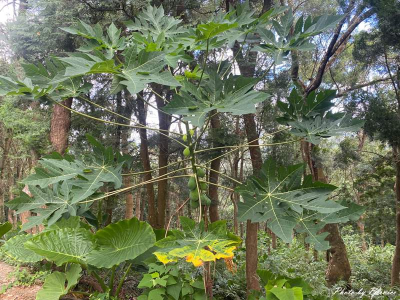 北埔 有柿來找茶 輕旅行~大份林步道/油點草茶園 @Bernice的隨手筆記 北埔 有柿來找茶 輕旅行~大份林步道/油點草茶園 @Bernice的隨手筆記