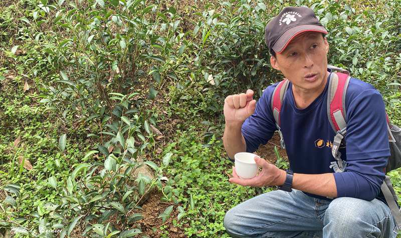 北埔 有柿來找茶 輕旅行~大份林步道/油點草茶園 @Bernice的隨手筆記 北埔 有柿來找茶 輕旅行~大份林步道/油點草茶園 @Bernice的隨手筆記