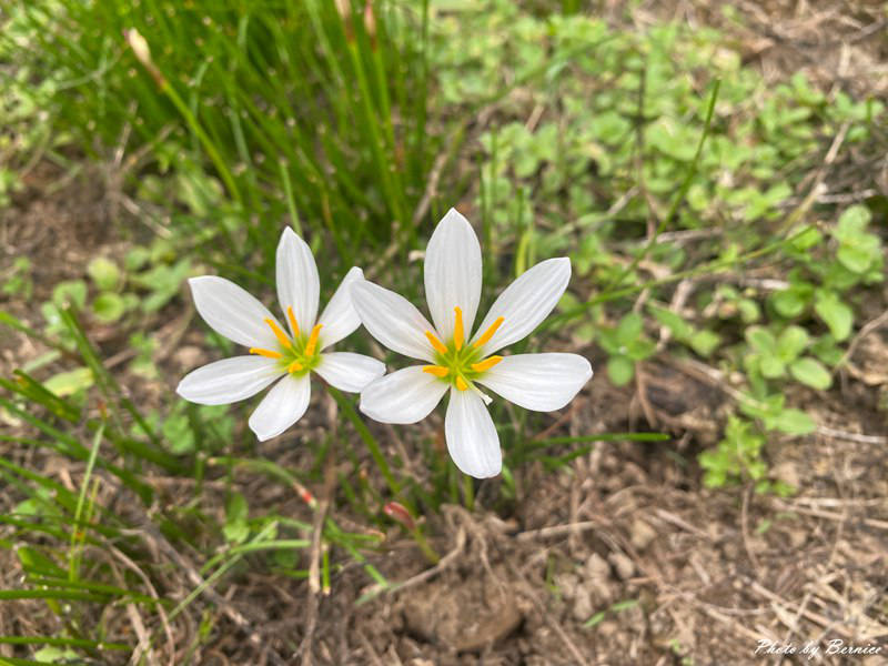 北埔 有柿來找茶 輕旅行~大份林步道/油點草茶園 @Bernice的隨手筆記