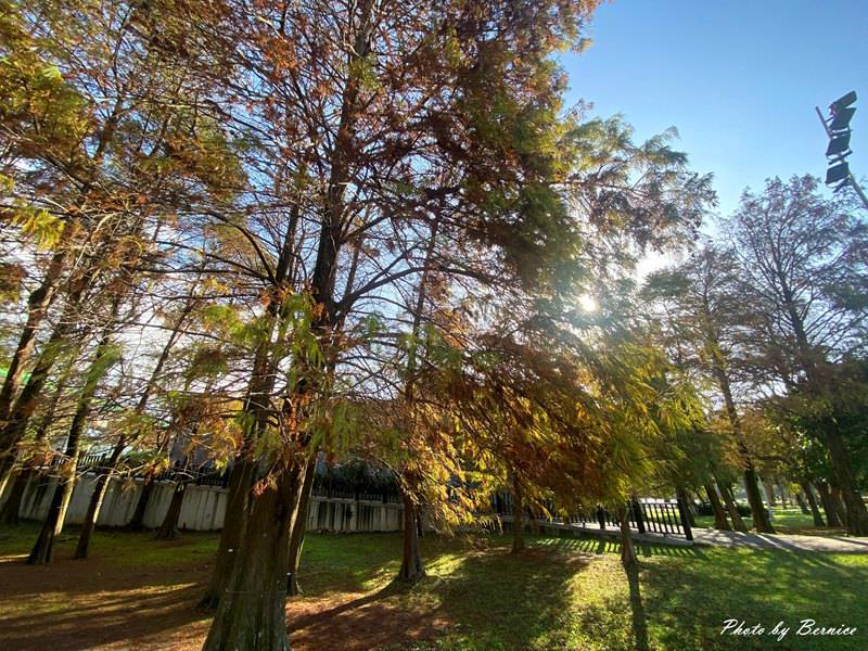 大湖公園落羽松~走進城市裡的秋冬風景 @Bernice的隨手筆記