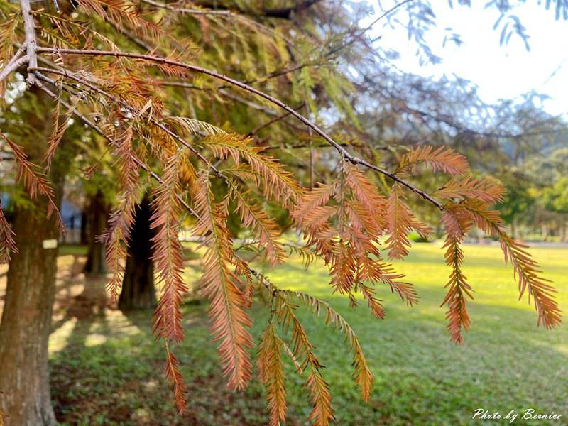 大湖公園落羽松~走進城市裡的秋冬風景 @Bernice的隨手筆記