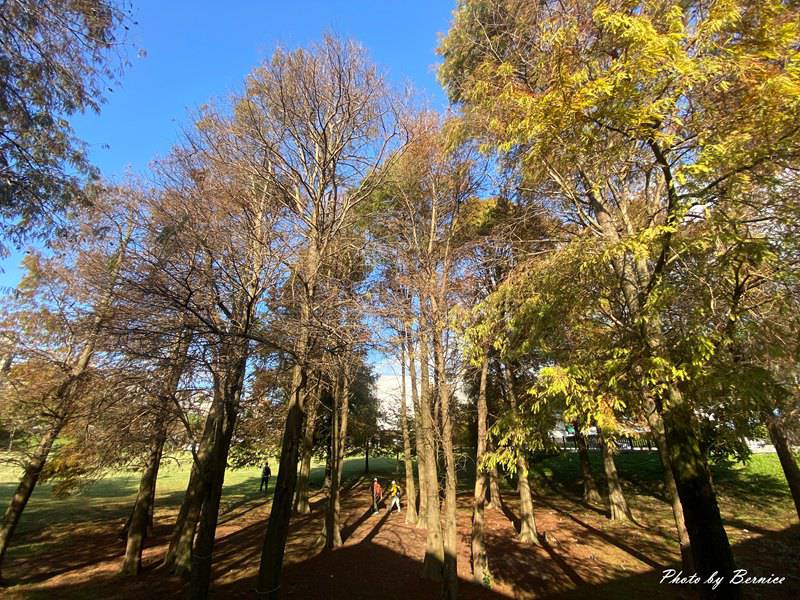 大湖公園落羽松~走進城市裡的秋冬風景 @Bernice的隨手筆記