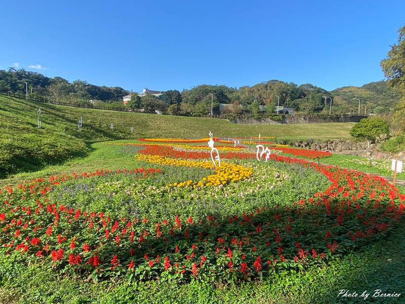 大溝溪冬日花海~花海漫綻放感受冬季限定的繽紛魅力 @Bernice的隨手筆記