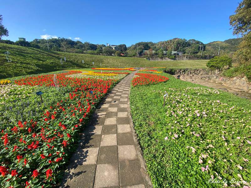 大溝溪冬日花海~花海漫綻放感受冬季限定的繽紛魅力 @Bernice的隨手筆記
