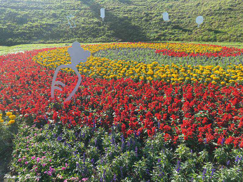 大溝溪冬日花海~花海漫綻放感受冬季限定的繽紛魅力 @Bernice的隨手筆記