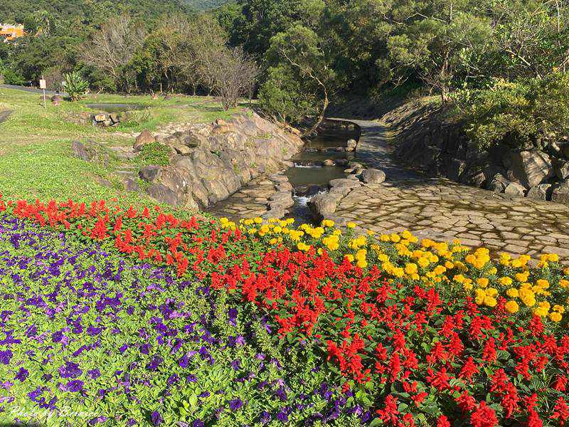 大溝溪冬日花海~花海漫綻放感受冬季限定的繽紛魅力 @Bernice的隨手筆記