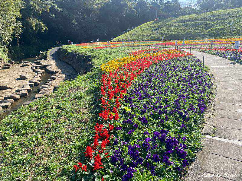 大溝溪冬日花海~花海漫綻放感受冬季限定的繽紛魅力 @Bernice的隨手筆記