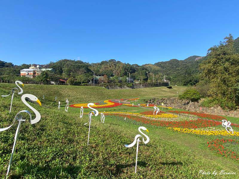 大溝溪冬日花海~花海漫綻放感受冬季限定的繽紛魅力 @Bernice的隨手筆記