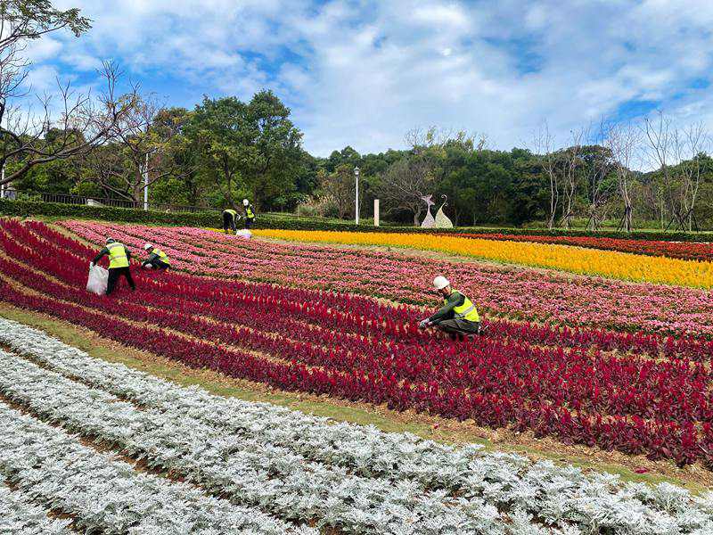 台版富良野~三層崎花海.花願同行 在春天的坡上相遇 @Bernice的隨手筆記