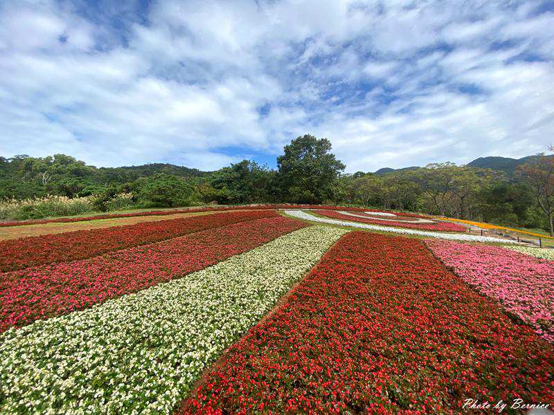 台版富良野~三層崎花海.花願同行 在春天的坡上相遇 @Bernice的隨手筆記