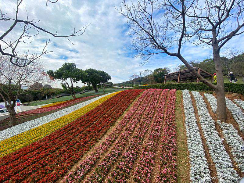 台版富良野~三層崎花海.花願同行 在春天的坡上相遇 @Bernice的隨手筆記