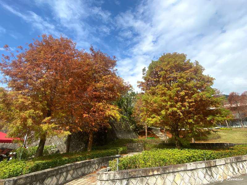 北投行天宮落羽松~近期掘起落羽松林 漫步林中感受秋冬的浪漫 @Bernice的隨手筆記